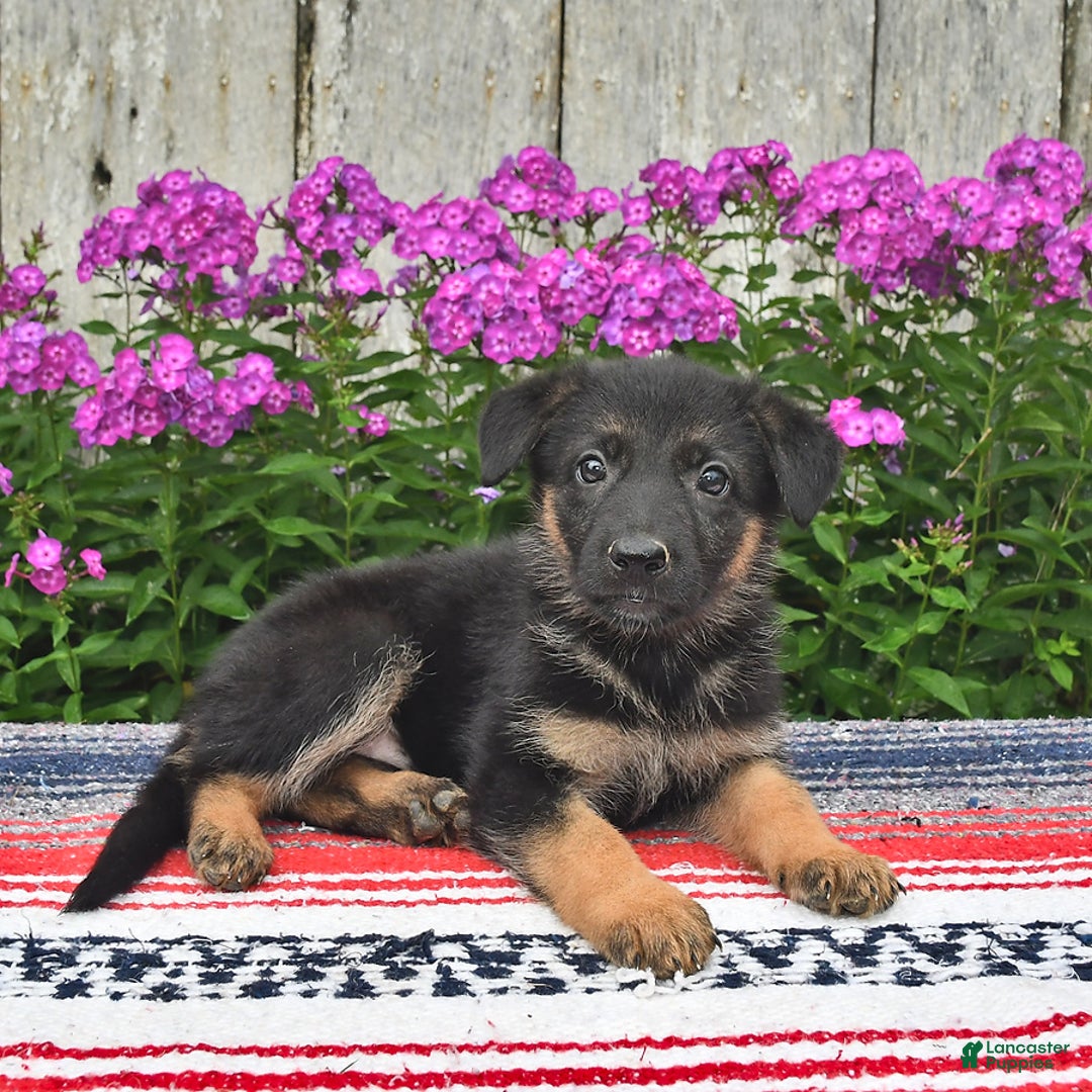 German Shepherd dogs for sale: Angie - Image 5