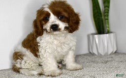 Cavapoo dogs for sale: Callie - Image 10