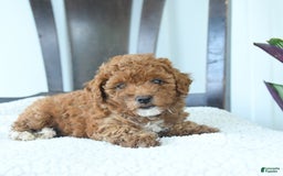 Miniature Poodle dogs for sale: Hazel - Image 2