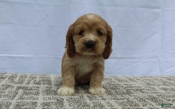 Cocker Spaniel dogs for sale: Sage - Image 5