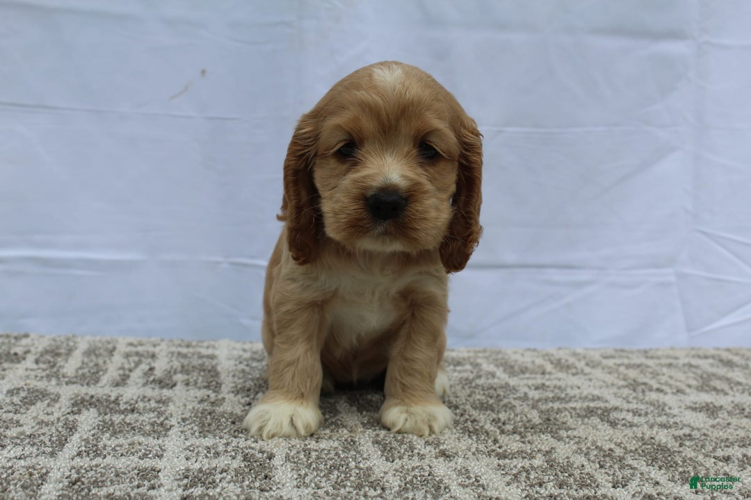 Cocker Spaniel dogs for sale: Sage - Image 5