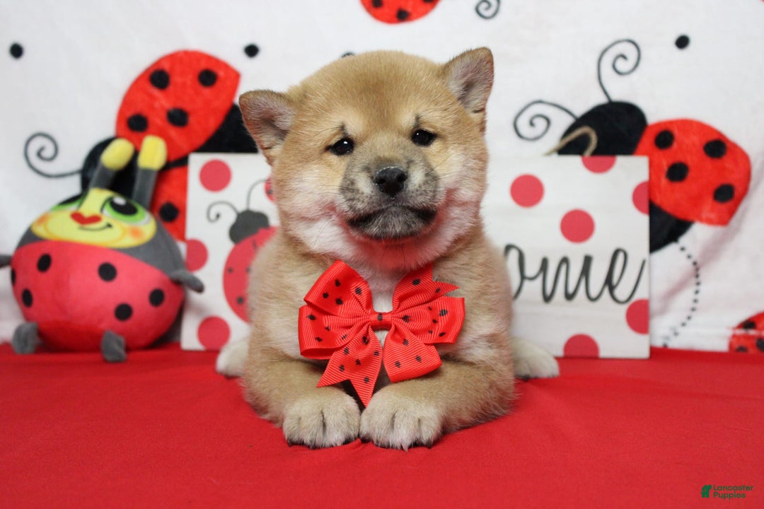 Shiba Inu dogs for sale: Larry - Image 31