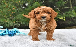Mini Goldendoodle dogs for sale: Dakota - Image 21