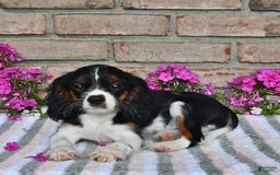 Cavalier King Charles Spaniel dogs for sale: Drew - Image 5