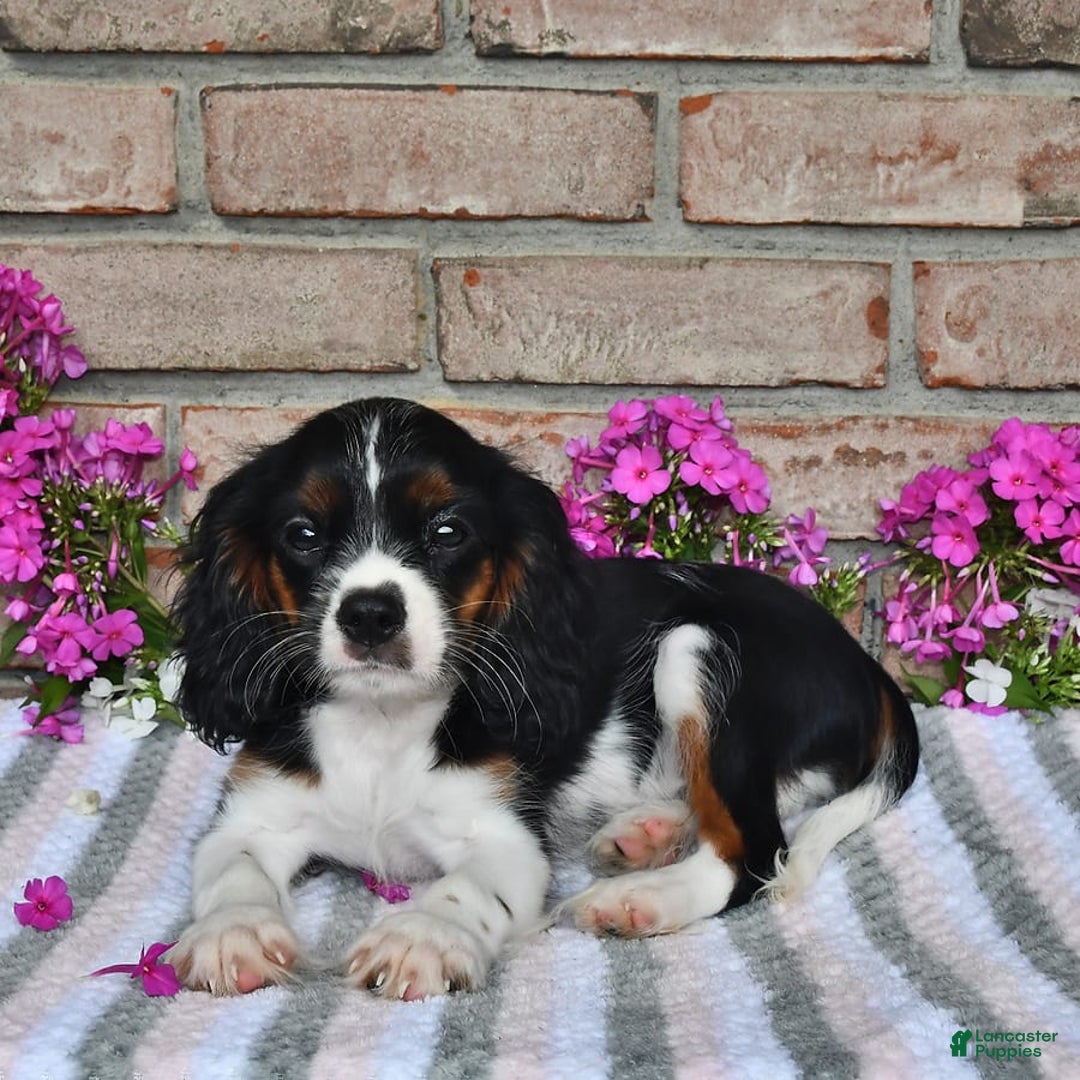 Cavalier King Charles Spaniel dogs for sale: Drew - Image 5