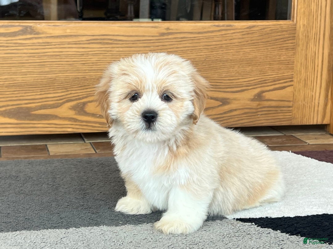 Lhasa Apso dogs for sale: Ollie - Image 4