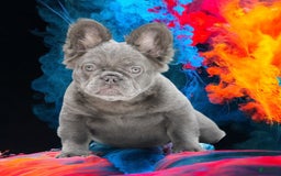 French Bulldog dogs for sale: Blossom - Image 1