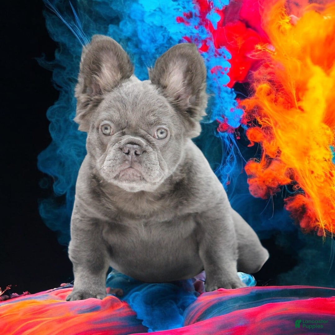 French Bulldog dogs for sale: Blossom - Image 1