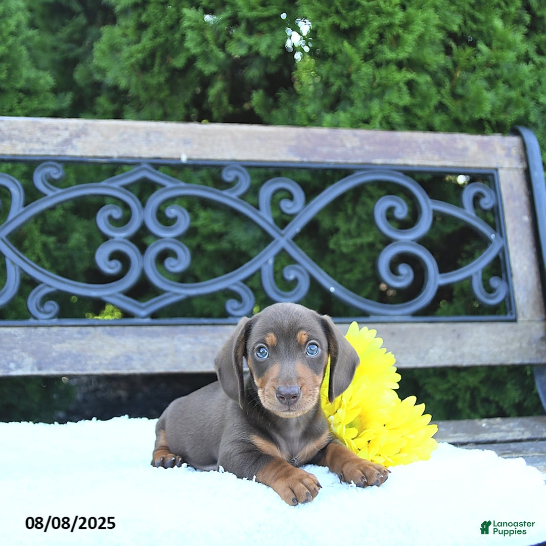 Miniature Dachshund dogs for sale: Ozzie - Image 5
