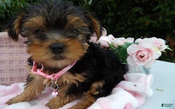 Yorkshire Terrier dogs for sale: Tabby - Image 2