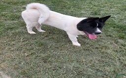 Akita dogs for sale: Cutie - Image 1