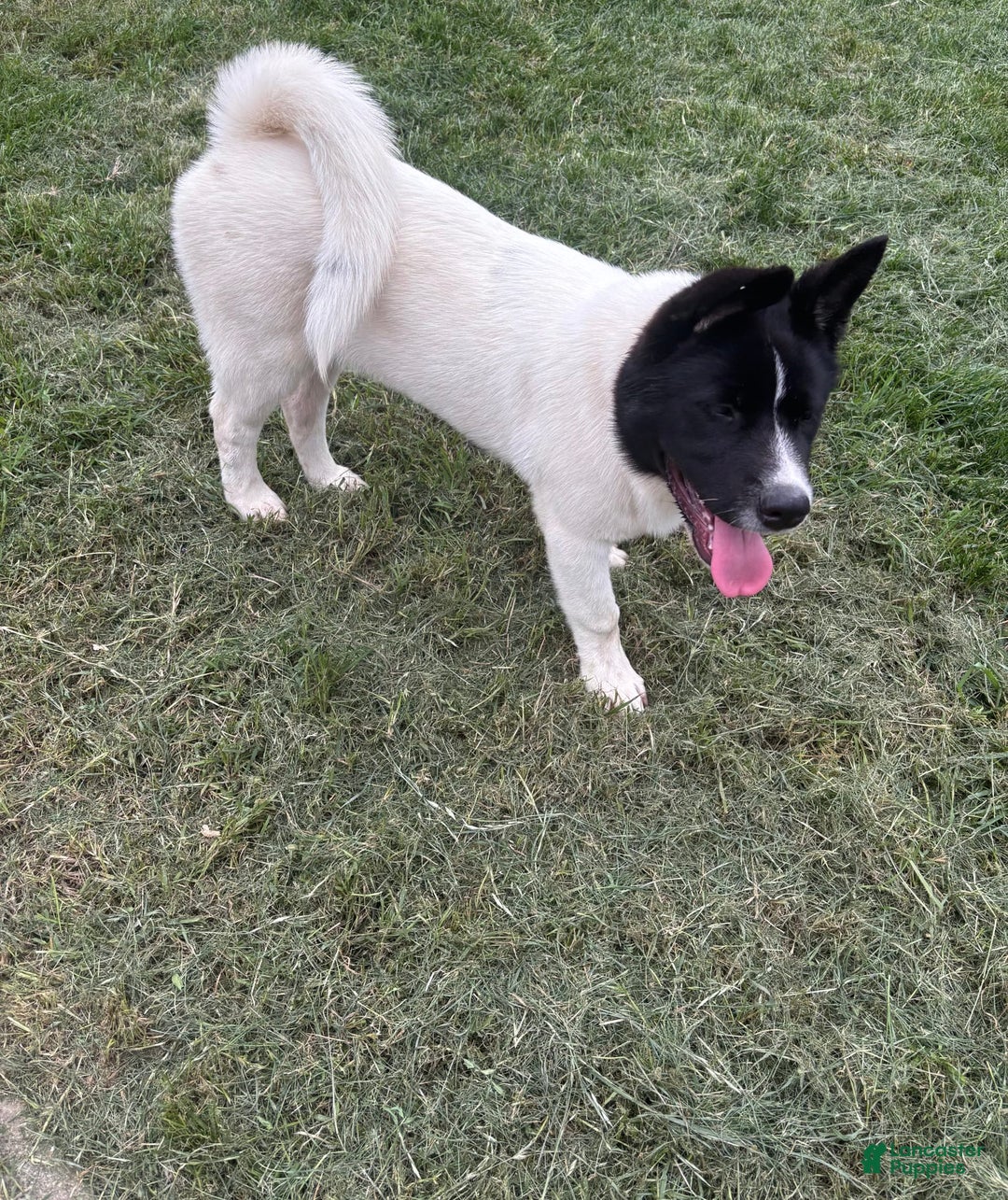 Akita dogs for sale: Cutie - Image 1