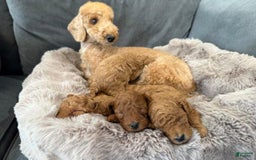 Toy Poodle dogs for sale: Bruno - Image 7