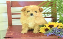 Pomapoo dogs for sale: Sweetie - Image 3