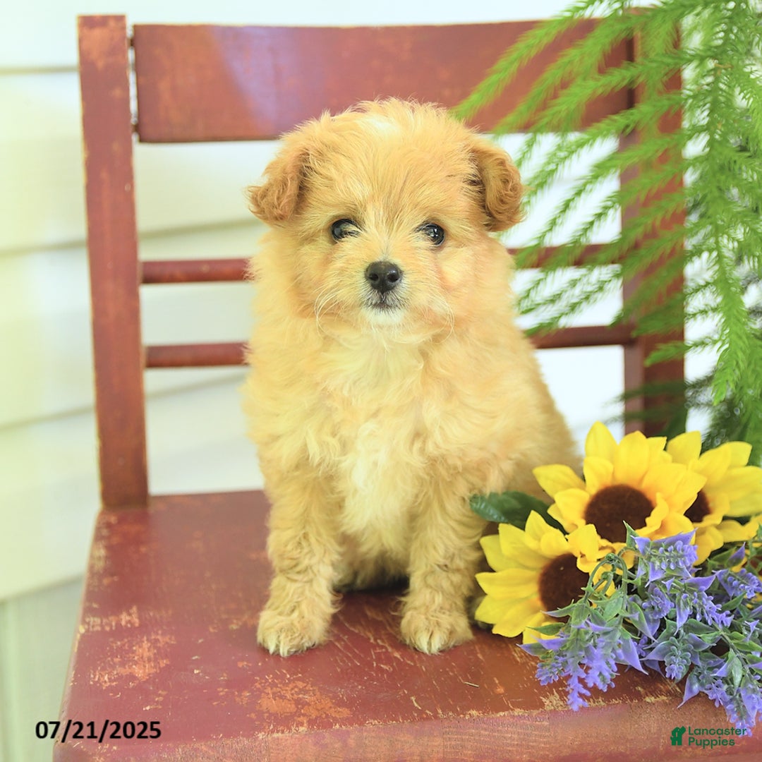 Pomapoo dogs for sale: Sweetie - Image 3