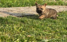 Cairn Terrier dogs for sale: Elmo - Image 5