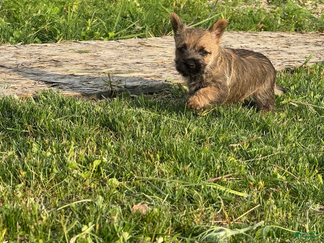Cairn Terrier dogs for sale: Elmo - Image 5