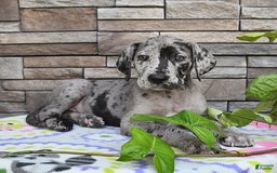 Great Dane dogs for sale: Harmony - Image 9