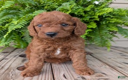 Mini Goldendoodle dogs for sale: Mini -coner - Image 32