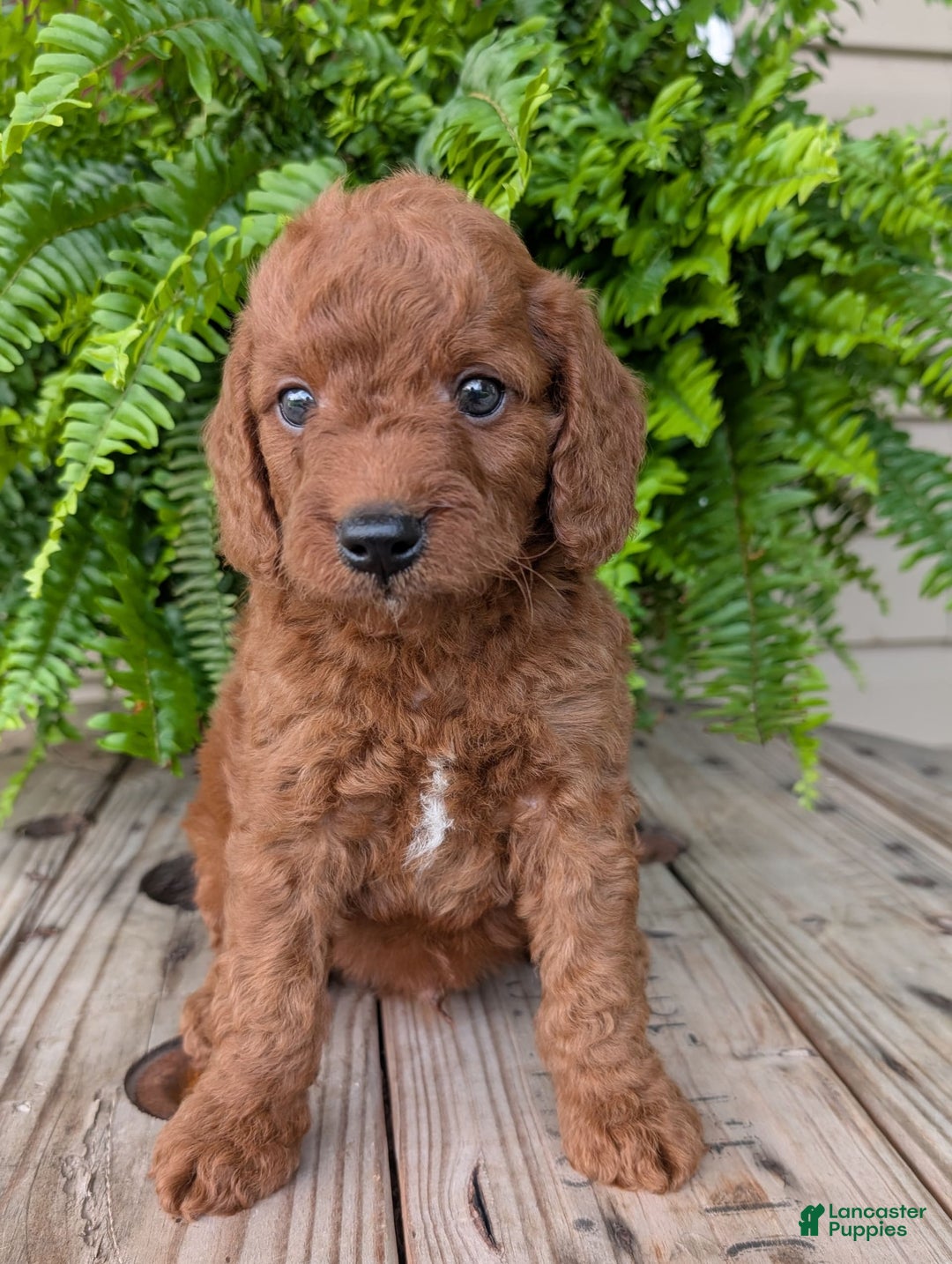 Mini Goldendoodle dogs for sale: Mini -coner - Image 32