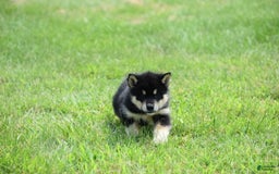 Alaskan Malamute dogs for sale: Comanche - Image 2