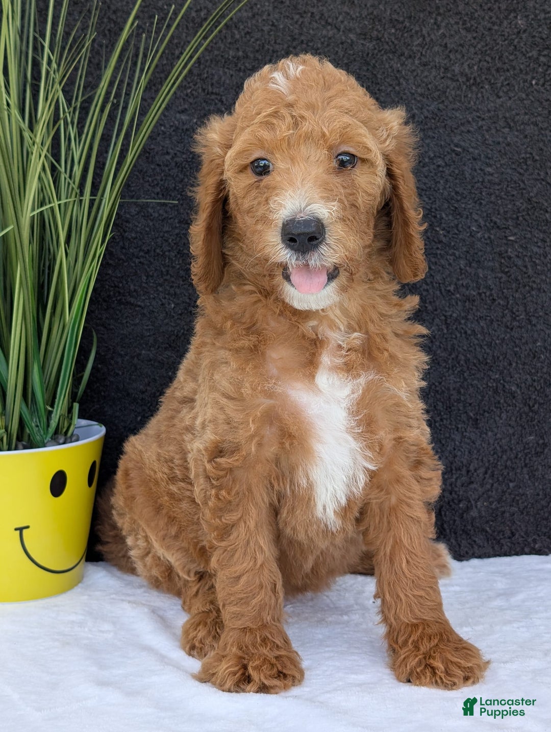Goldendoodle dogs for sale: Zoey - Image 6