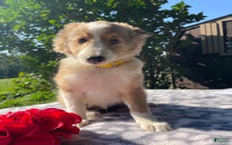 Shetland Sheepdog dogs for sale: Calvin - Image 2