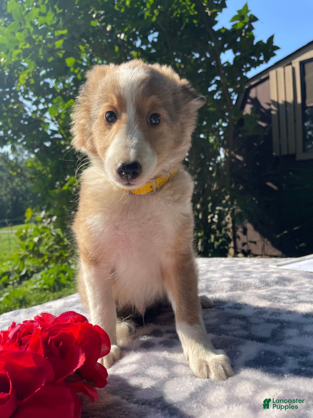 Shetland Sheepdog dogs for sale: Calvin - Image 2