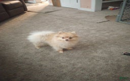 Pomeranian dogs for sale: Zeus - Image 3
