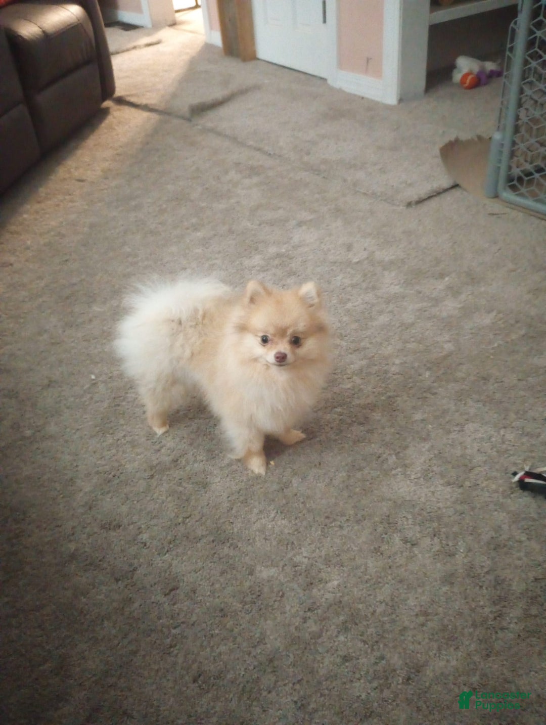 Pomeranian dogs for sale: Zeus - Image 3