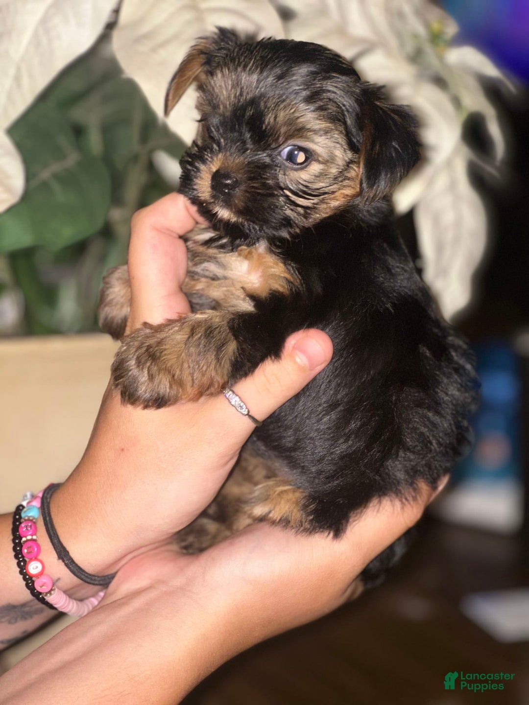 Yorkshire Terrier dogs for sale: Girl - Image 2