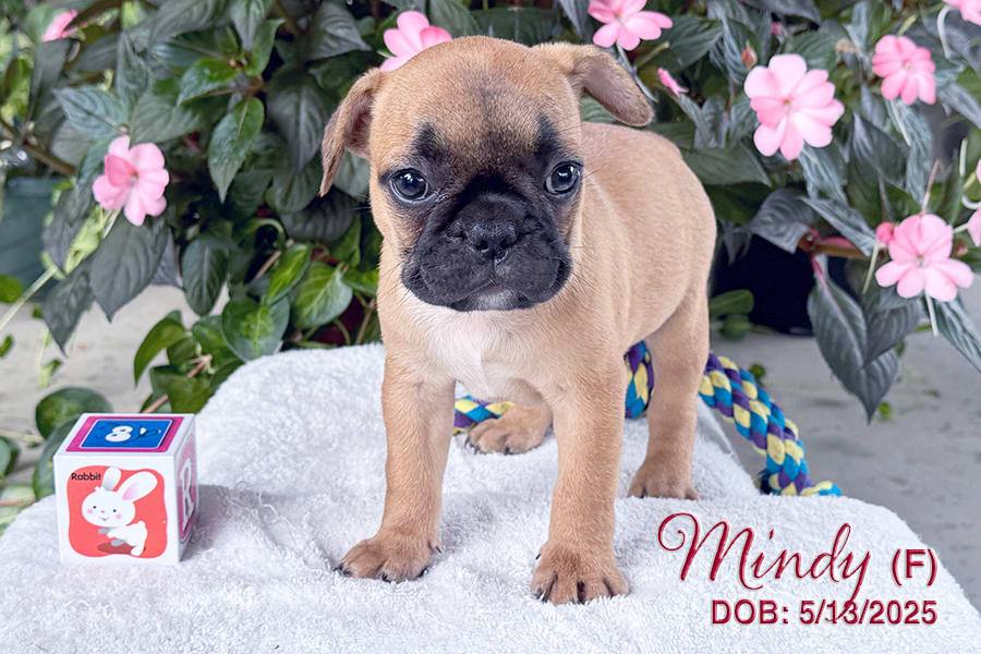 French Bulldog dogs for sale: Mindy - Image 2