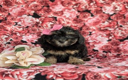 Havapoo dogs for sale: Flora Hypoallergenic - Image 3