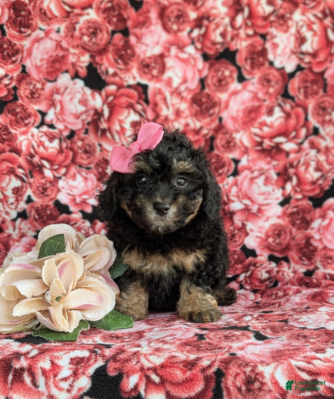 Havapoo dogs for sale: Flora Hypoallergenic - Image 3