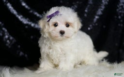 Miniature Poodle dogs for sale: Handsome - Image 5
