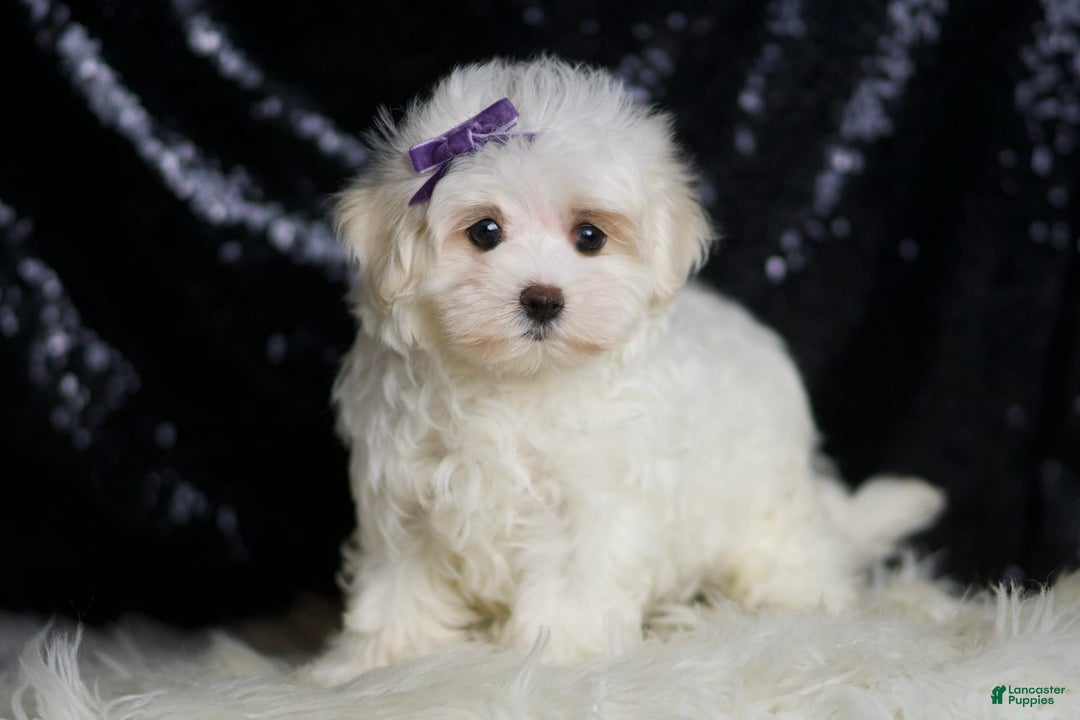 Miniature Poodle dogs for sale: Handsome - Image 5
