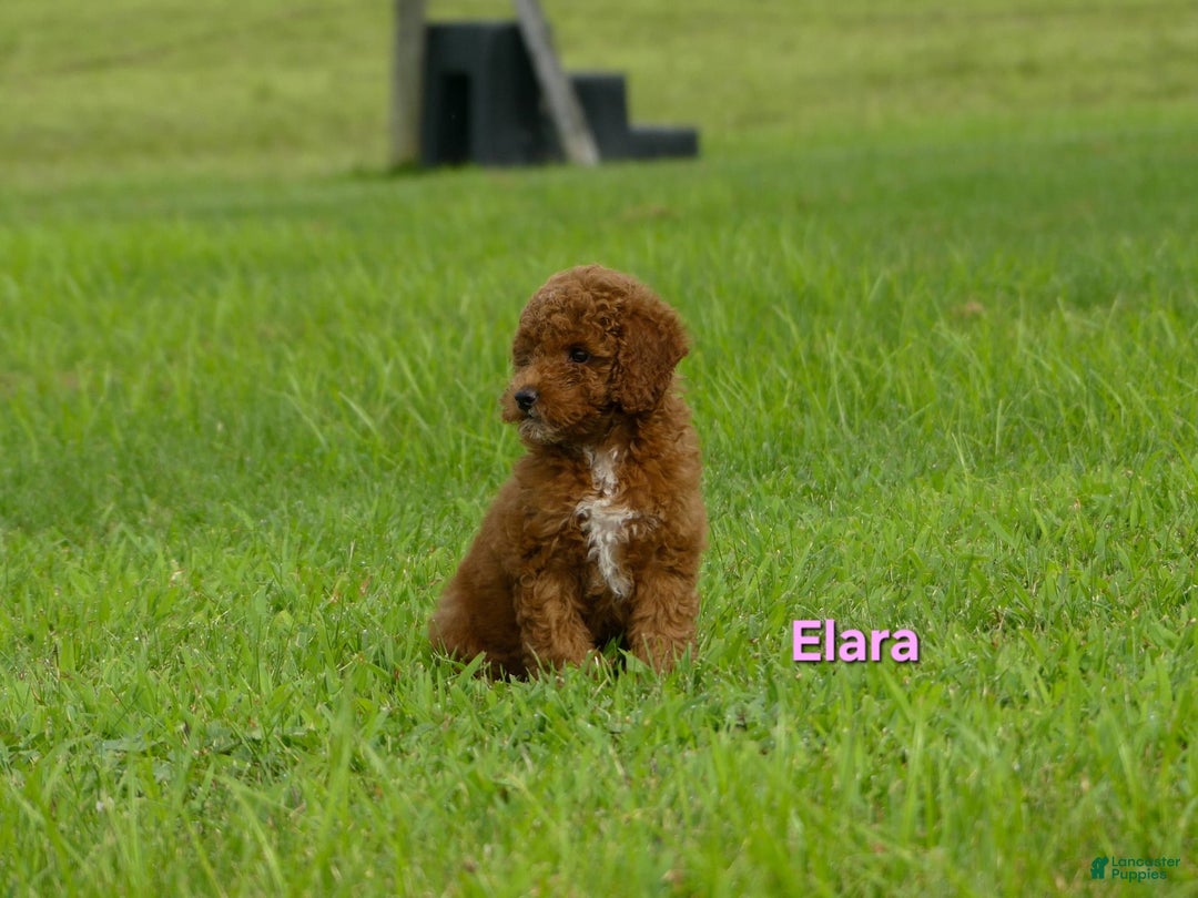 Miniature Poodle dogs for sale: Elara - Image 5