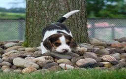 Beagle dogs for sale: Kylo - Image 17