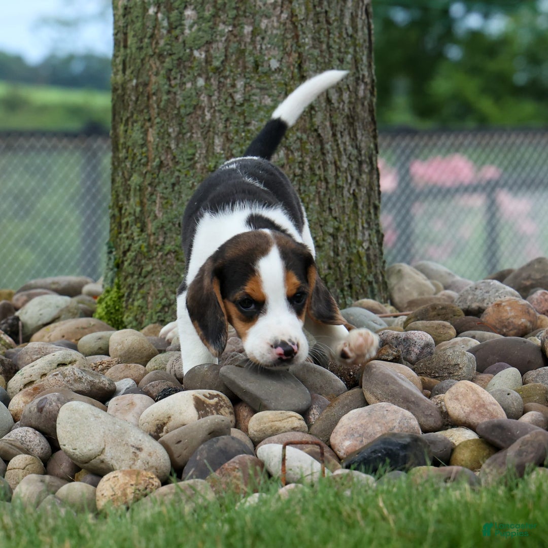 Beagle dogs for sale: Kylo - Image 17