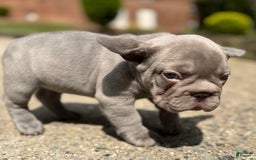 French Bulldog dogs for sale: Lucy - Image 4