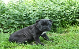 Cane Corso dogs for sale: Cane Corso 8 puppies - Image 6