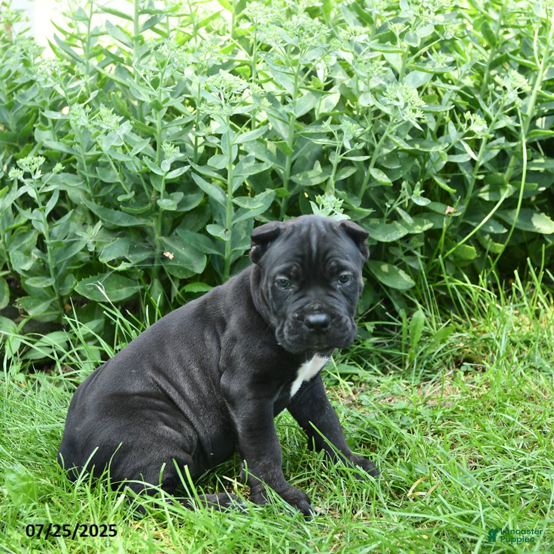 Cane Corso dogs for sale: Cane Corso 8 puppies - Image 6