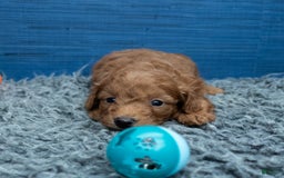 Cavapoo dogs for sale: Dakota - Image 12