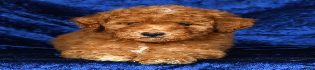 Dawson