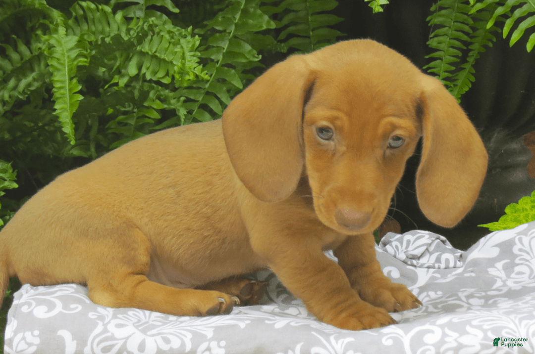 Miniature Dachshund dogs for sale: Trevor - Image 7