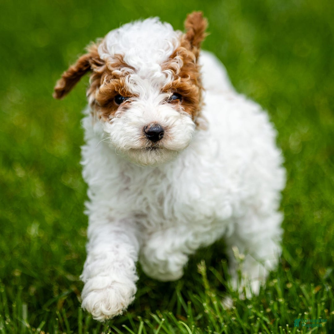 Toy Poodle dogs for sale: Cherry Sundae - Image 2