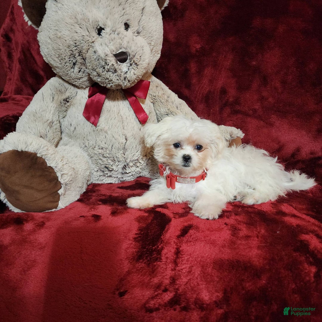Malshi dogs for sale: Lacey - Image 7