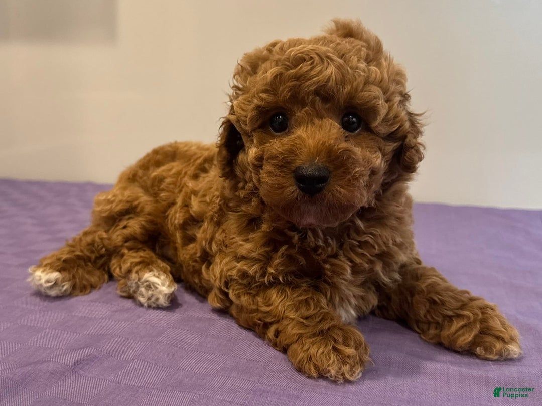 Mini Goldendoodle dogs for sale: Masyn - Image 1