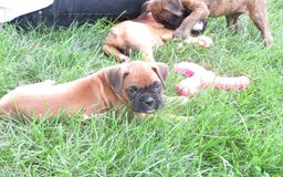 Boxer dogs for sale: Marshal - Image 1