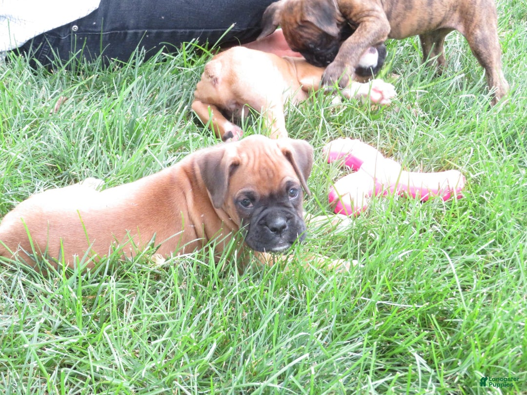 Boxer dogs for sale: Marshal - Image 1
